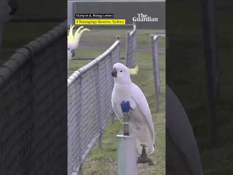Cockatoos have worked out how to operate water fountains