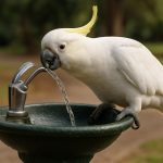 Les perruches géniales de Sydney stupéfient les scientifiques : elles ont maintenant maîtrisé les fontaines à boire 